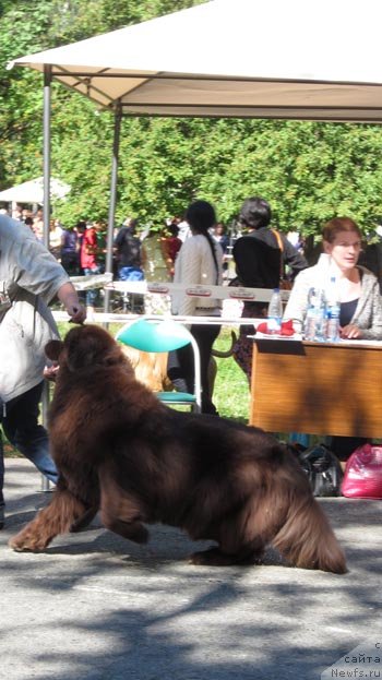 Фото: ньюфаундленд Akvatoriya Kelvin Spirit ze Nekst (Акватория Келвин Спирит зе Некст)