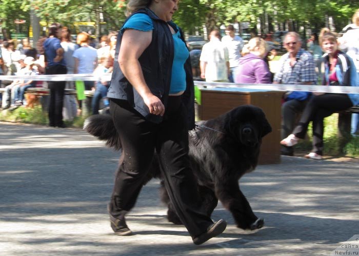 Фото: ньюфаундленд Promise To Love Midnight Bear (Promise To Love Midnight Bear)