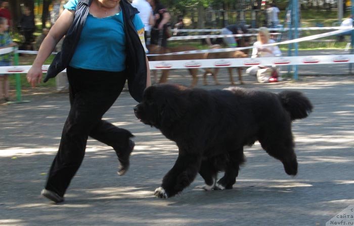 Фото: ньюфаундленд Promise To Love Midnight Bear (Promise To Love Midnight Bear)