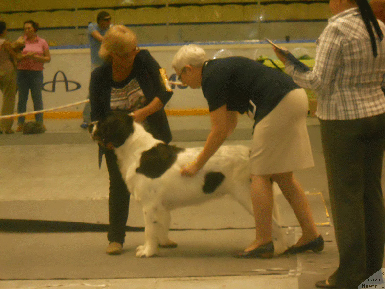 Фото: ньюфаундленд Mag Ispolin Moda Maksi (Маг Исполин Мода Макси), Lyudmila Gorbunova (Людмила Горбунова)