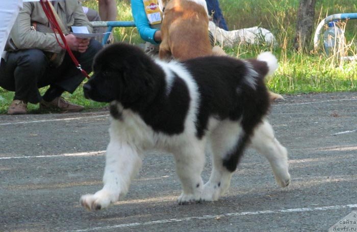 Фото: ньюфаундленд Akvian Song Kiss from Rouz (Аквиан Сонг Кисс Фром Роуз)