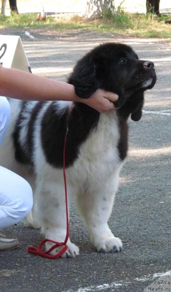 Фото: ньюфаундленд Akvian Song Kiss from Rouz (Аквиан Сонг Кисс Фром Роуз)