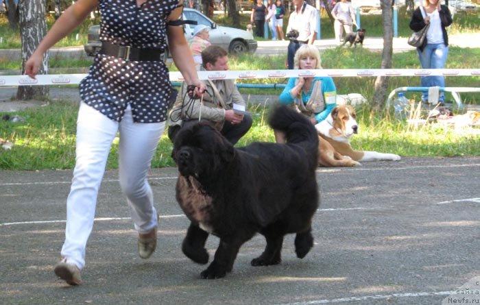 Фото: ньюфаундленд Akvian Song Idzumi (Аквиан Сонг Идзуми)