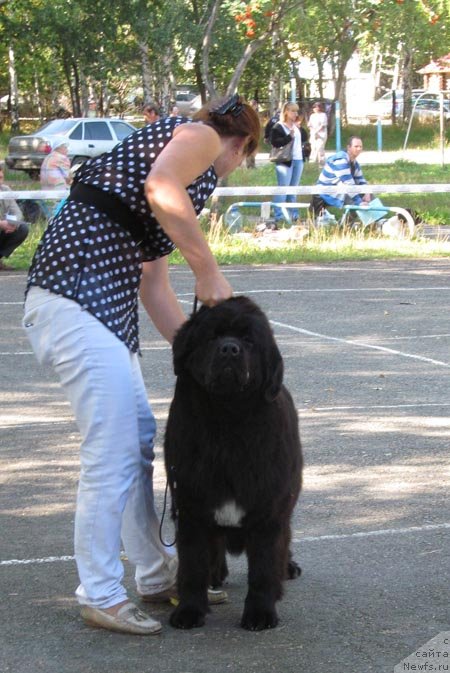 Фото: ньюфаундленд Akvian Song Idzumi (Аквиан Сонг Идзуми)