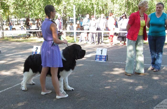 Фото: ньюфаундленд Super Bizon Zlatogor (Супер Бизон Златогор)