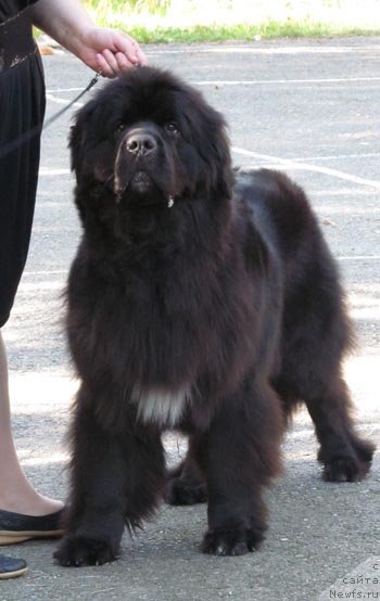 Фото: ньюфаундленд Blyek Diamond Agidel' ot Potapa Uvertyura (Блэк Диамонд Агидель от Потапа Увертюра)