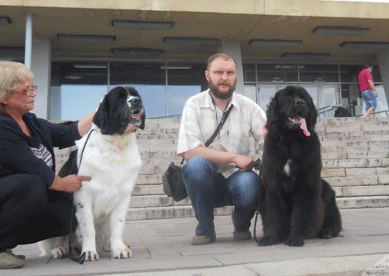 Фото: Дети Райта, ньюфаундленд Threeponds Right Way, - Мэгги, ньюфаундленд Mag Ispolin Moda Maksi (Маг Исполин Мода Макси), Ника, ньюфаундленд Mag Ispolin Nika For Zlat Konstaleks (Маг Исполин Ника Фор Злат Консталекс)