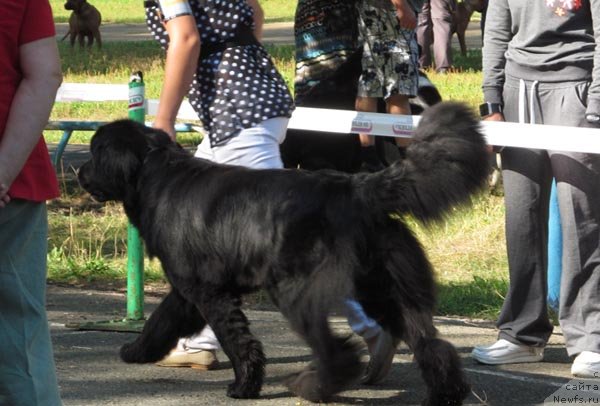 Фото: ньюфаундленд Sibirochka Super Star (Сибирочка Супер Стар)