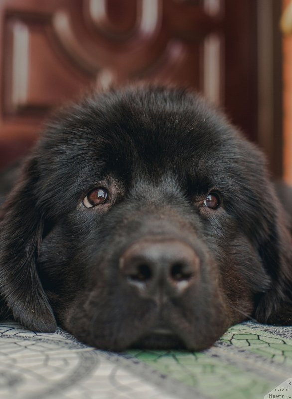 Фото: ньюфаундленд Amber CHarm In Time (Амбер Чарм Ин Тиме)