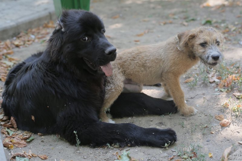 Фото: ньюфаундленд Amber CHarm In Time (Амбер Чарм Ин Тиме)