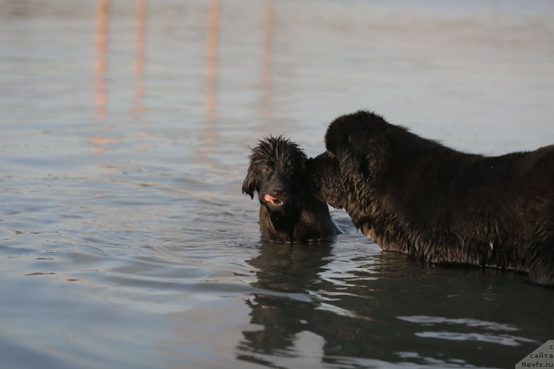 Фото: ньюфаундленд Amber CHarm In Time (Амбер Чарм Ин Тиме)