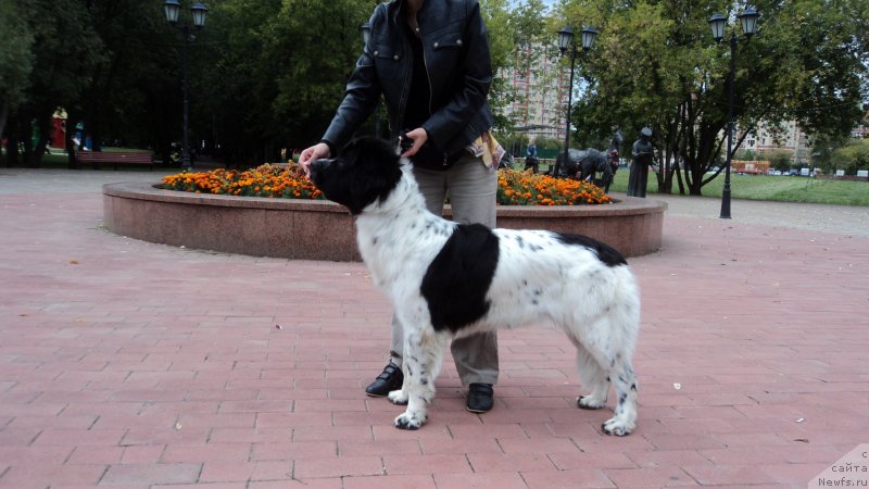 Фото: ньюфаундленд Sent Djons Viva Viktoria (Сент Джонс Вива Виктория)