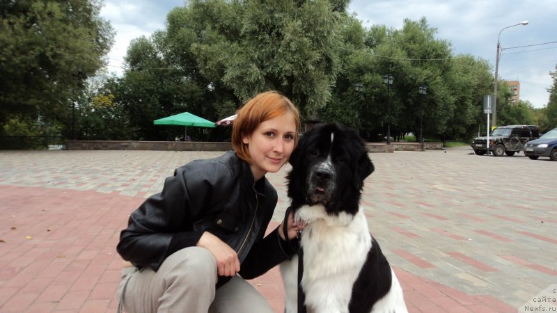 Фото: ньюфаундленд Sent Djons Viva Viktoria (Сент Джонс Вива Виктория)