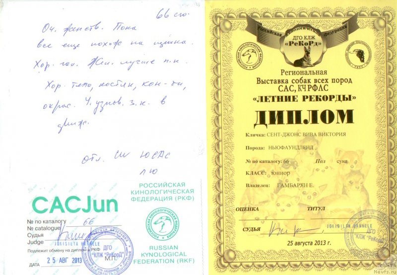 Фото: ньюфаундленд Sent Djons Viva Viktoria (Сент Джонс Вива Виктория)