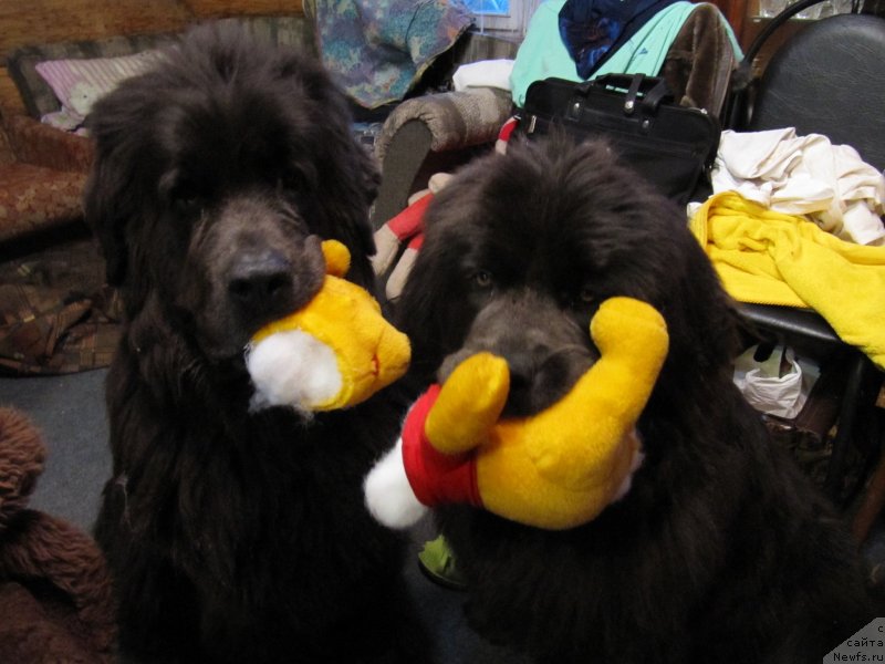 Фото: ньюфаундленд Dyurbahler Klab Al'faretta Vin'etta (Дюрбахлер Клаб Альфаретта Виньетта), ньюфаундленд Melty Wave Marine Tifeya (Мелти Вейв Марин Тифея)