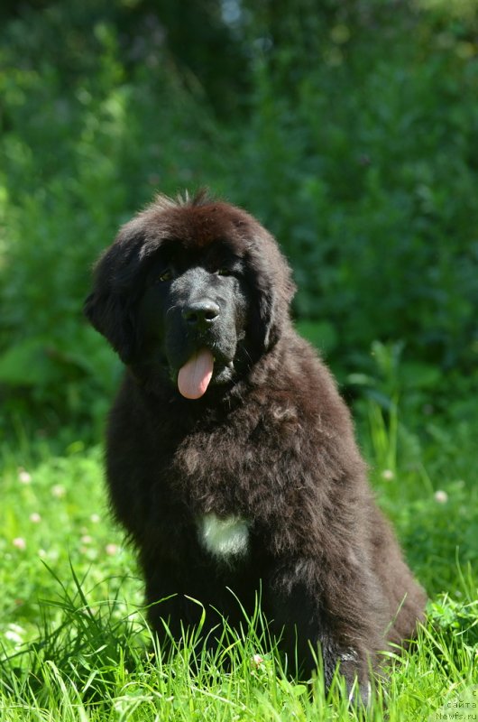 Фото: ньюфаундленд Aquatoriya Kelvin Schegol (Акватория Келвин Щёголь)