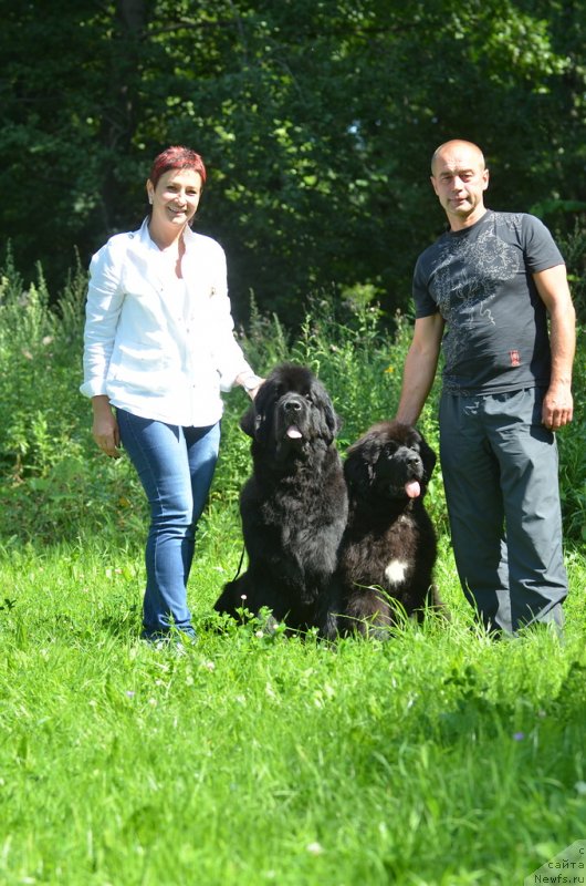 Фото: Elena Medvedeva (Елена Медведева), ньюфаундленд Aquatoriya Kelvin Out of The Blue (Акватория Келвин Оут оф зе Блю), ньюфаундленд Aquatoriya Kelvin Schegol (Акватория Келвин Щёголь), Vladimir Medvedev (Владимир Медведев)