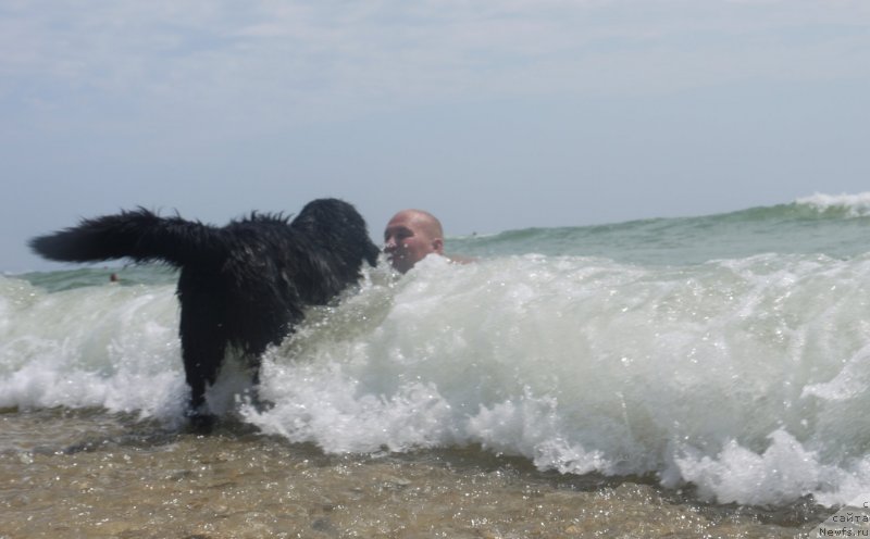 Фото: ньюфаундленд Akvatoriya Kelvin SHedevr (Акватория Келвин Шедевр)