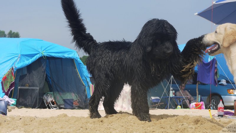 Фото: ньюфаундленд Akvatoriya Kelvin SHedevr (Акватория Келвин Шедевр)