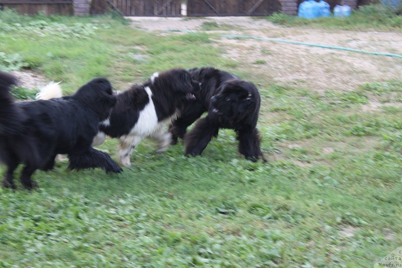 Фото: ньюфаундленд Imperatrica Semi Morey (Императрица Семи Морей), ньюфаундленд Iskushenie Moey Dushi (Искушение Моей Души), ньюфаундленд Toptyijka Siyanie ot Aysberga (Топтыжка Сияние от Айсберга)