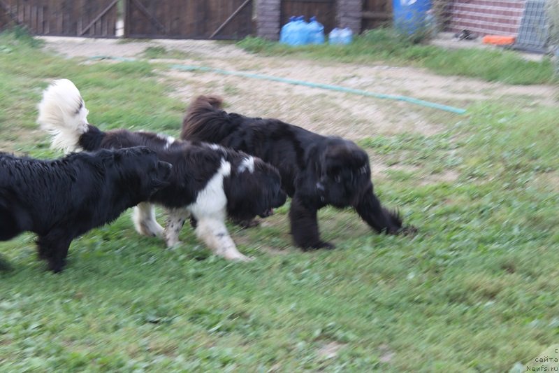 Фото: ньюфаундленд Imperatrica Semi Morey (Императрица Семи Морей), ньюфаундленд Iskushenie Moey Dushi (Искушение Моей Души), ньюфаундленд Toptyijka Siyanie ot Aysberga (Топтыжка Сияние от Айсберга)