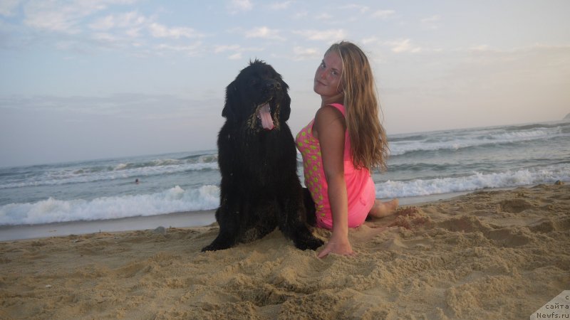 Фото: ньюфаундленд Akvatoriya Kelvin SHedevr (Акватория Келвин Шедевр)