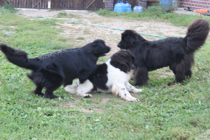 Фото: ньюфаундленд Imperatrica Semi Morey (Императрица Семи Морей), ньюфаундленд Iskushenie Moey Dushi (Искушение Моей Души), ньюфаундленд Toptyijka Siyanie ot Aysberga (Топтыжка Сияние от Айсберга)