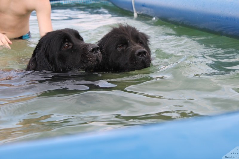 Фото: ньюфаундленд Imperatrica Semi Morey (Императрица Семи Морей), ньюфаундленд Iskushenie Moey Dushi (Искушение Моей Души)