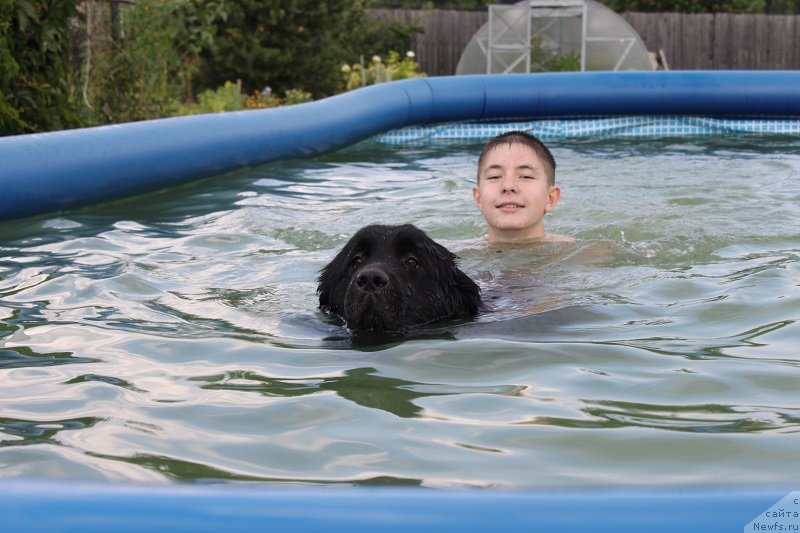 Фото: ньюфаундленд Imperatrica Semi Morey (Императрица Семи Морей)