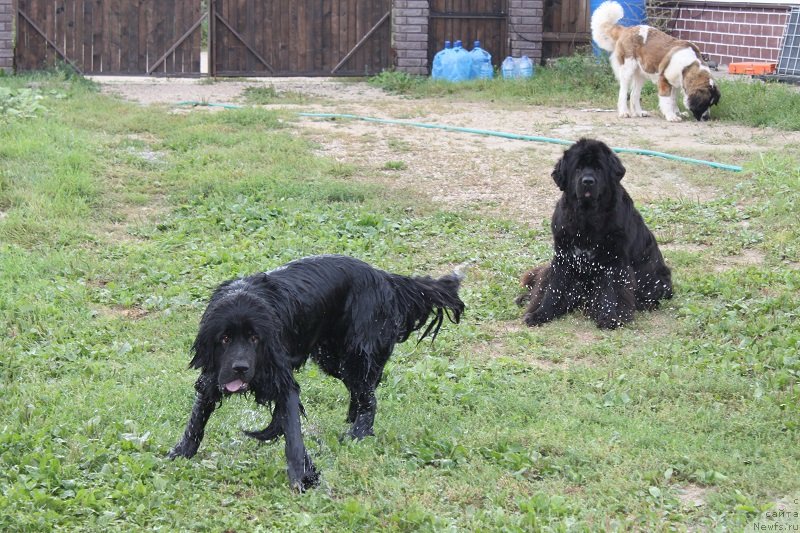 Фото: ньюфаундленд Imperatrica Semi Morey (Императрица Семи Морей), ньюфаундленд Toptyijka Siyanie ot Aysberga (Топтыжка Сияние от Айсберга)