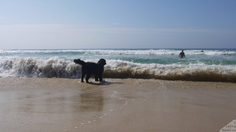 Фото: ньюфаундленд Akvatoriya Kelvin SHedevr (Акватория Келвин Шедевр)