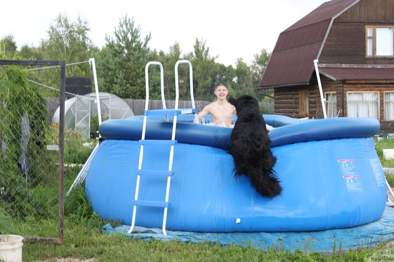 Фото: ньюфаундленд Imperatrica Semi Morey (Императрица Семи Морей)