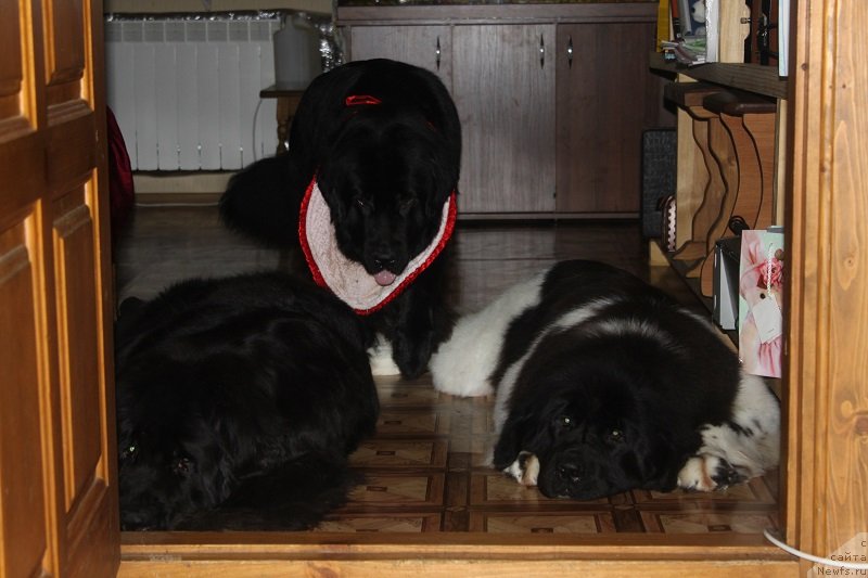 Фото: ньюфаундленд Toptyijka Siyanie ot Aysberga (Топтыжка Сияние от Айсберга), ньюфаундленд Imperatrica Semi Morey (Императрица Семи Морей), ньюфаундленд Iskushenie Moey Dushi (Искушение Моей Души)