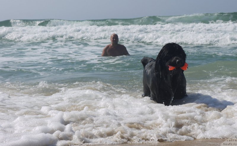 Фото: ньюфаундленд Akvatoriya Kelvin SHedevr (Акватория Келвин Шедевр)