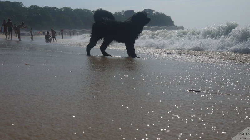 Фото: ньюфаундленд Akvatoriya Kelvin SHedevr (Акватория Келвин Шедевр)