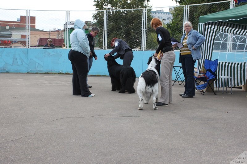 Фото: ньюфаундленд Imperatrica Semi Morey (Императрица Семи Морей)
