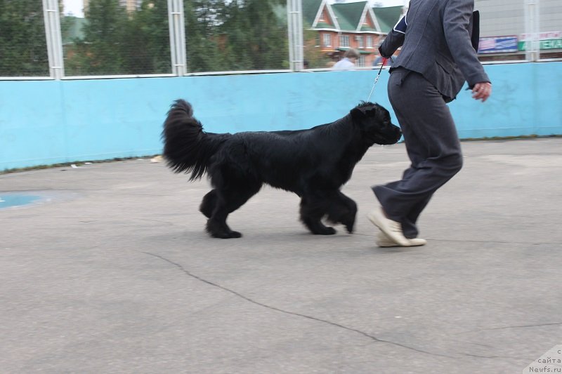 Фото: ньюфаундленд Imperatrica Semi Morey (Императрица Семи Морей)