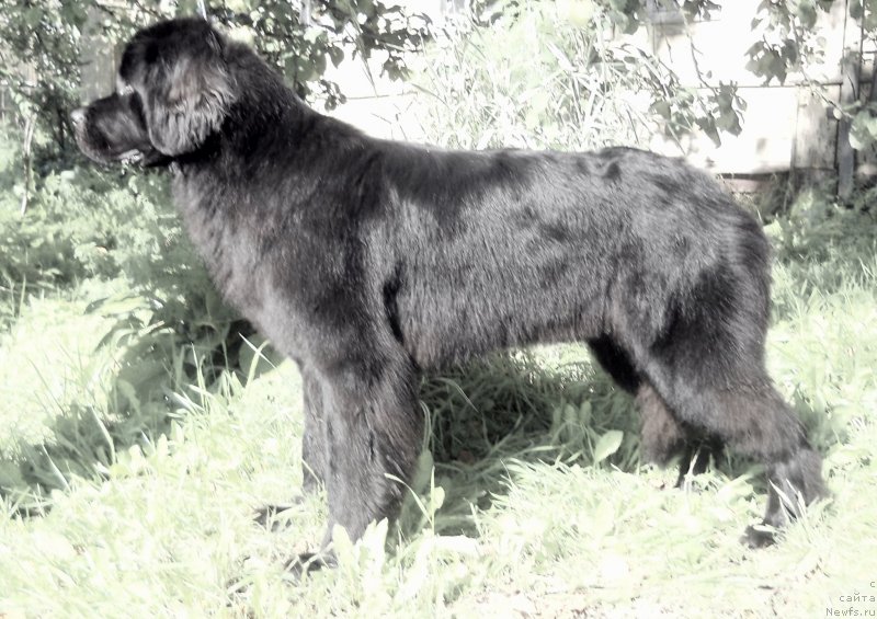 Фото: ньюфаундленд Primadonna Klimskaya (Примадонна Климская)