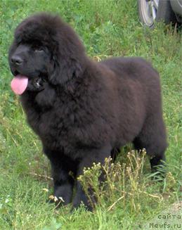 Фото: ньюфаундленд Plushevaya Panda Borislav (Плюшевая Панда Борислав)