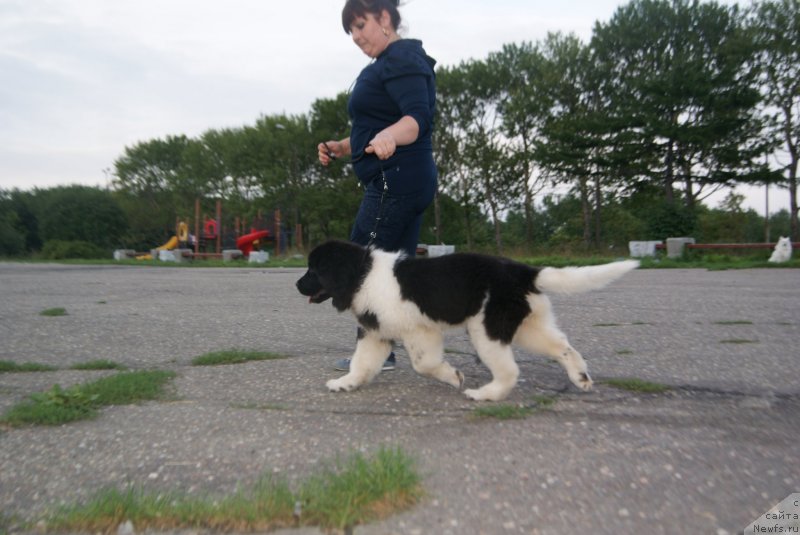 Фото: ньюфаундленд Akvian Song Karamel' (Аквиан Сонг Карамель)