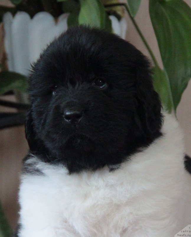 Фото: ньюфаундленд Akvian Song Montana (Аквиан Сонг Монтана)