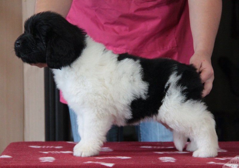 Фото: ньюфаундленд Akvian Song Montana (Аквиан Сонг Монтана)