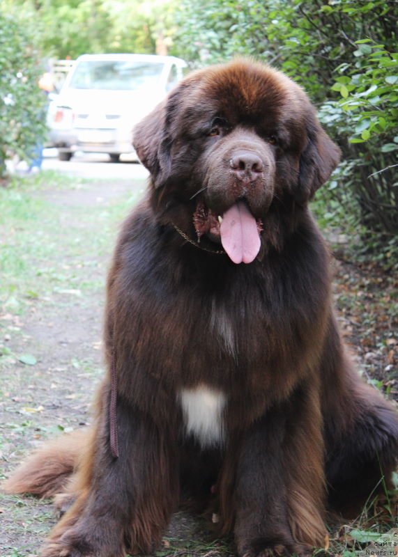 Фото: ньюфаундленд Aquatoriya Kelvin Rise After Me (Акватория Келвин Райз Афтэ Ми)