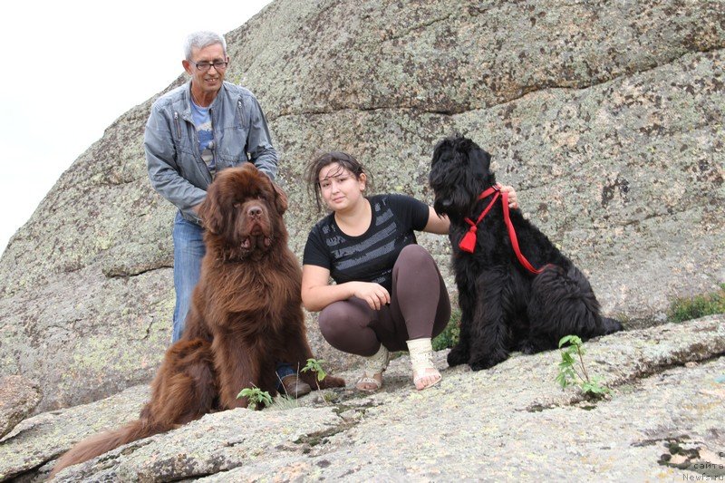 Фото: ньюфаундленд Fakturnyi Frukt s Berega Dona (Фактурный Фрукт с Берега Дона)