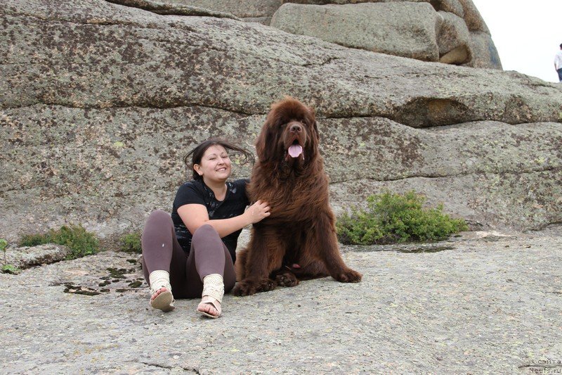 Фото: ньюфаундленд Fakturnyi Frukt s Berega Dona (Фактурный Фрукт с Берега Дона)