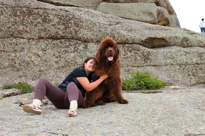 Фото: ньюфаундленд Fakturnyi Frukt s Berega Dona (Фактурный Фрукт с Берега Дона)