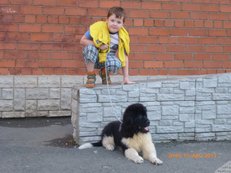 Фото: Kseniya Timchenko (Ксения Тимченко), ньюфаундленд Akvian Song Kalambur (Аквиан Сонг Каламбур)