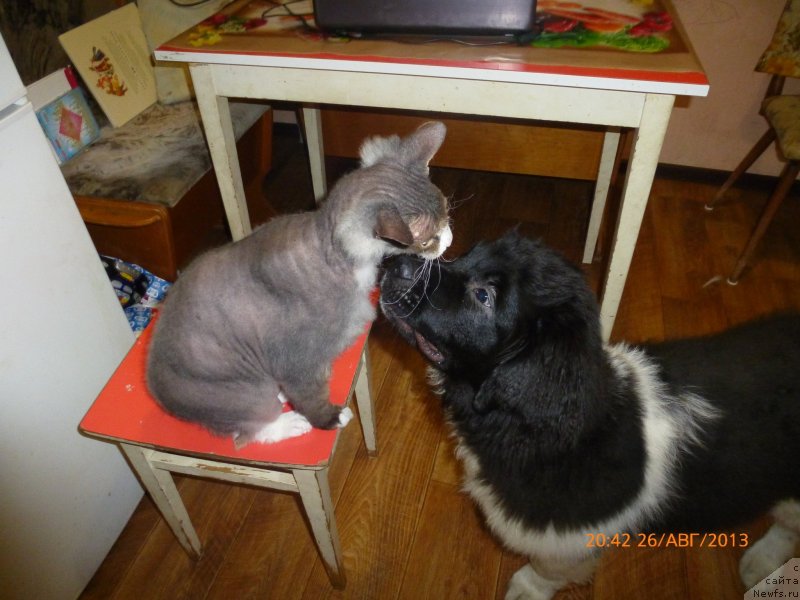 Фото: ньюфаундленд Akvian Song Kalambur (Аквиан Сонг Каламбур)