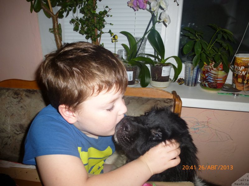 Фото: ньюфаундленд Akvian Song Kalambur (Аквиан Сонг Каламбур)