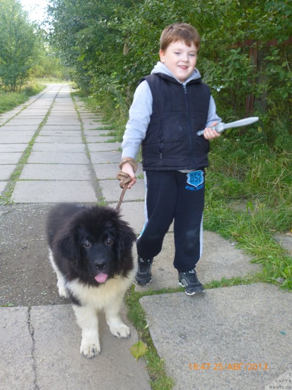 Фото: ньюфаундленд Akvian Song Kalambur (Аквиан Сонг Каламбур)